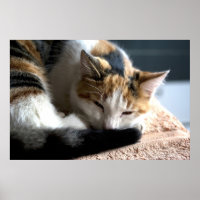 Schlafen Calico Cat