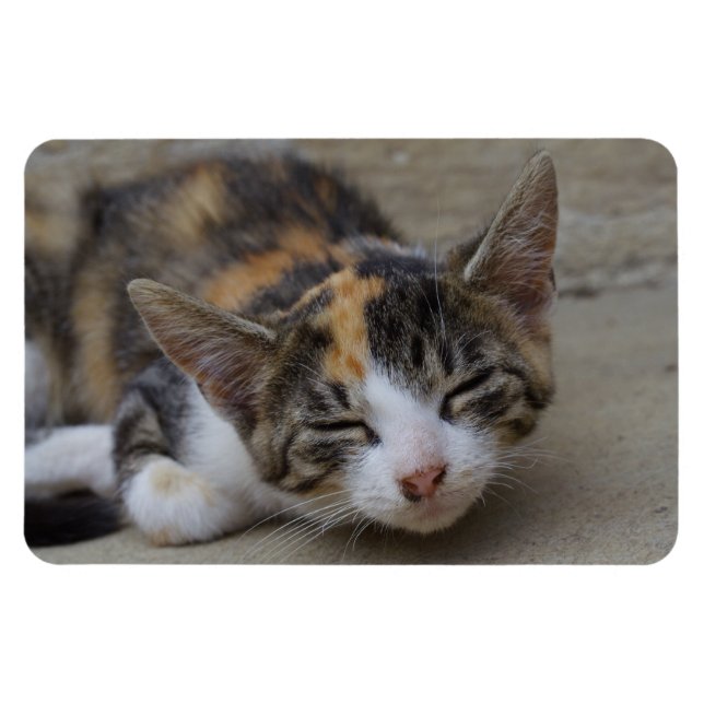 Schlafen Calico Kitten Magnet (Horizontal)