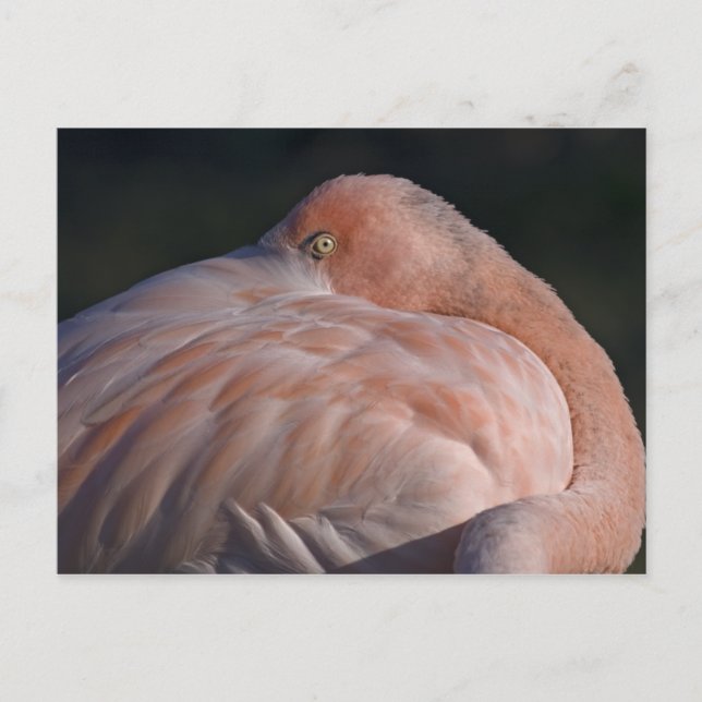 Schlafen Flamingo Postcard Postkarte (Vorderseite)