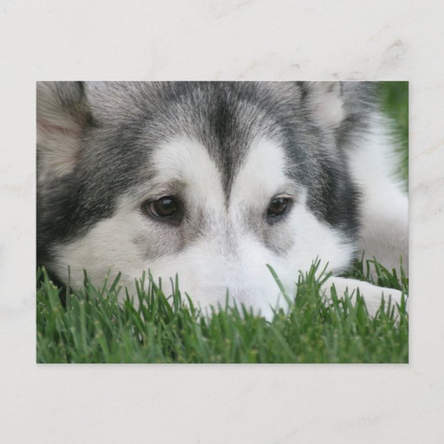 Schlafen Husky Postcard Postkarte (Vorderseite)
