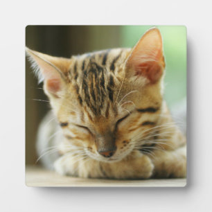 Schlafen Kleine Baby Kitty Fotoplatte