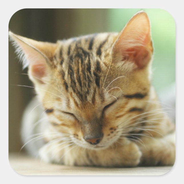 Schlafen Kleine Baby Kitty Quadratischer Aufkleber (Vorderseite)