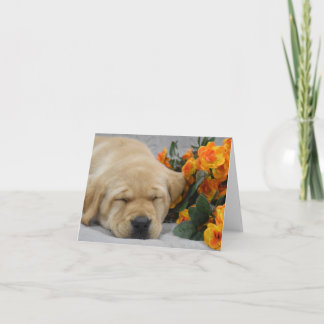 Schlafen Labrador Welpe mit Blume