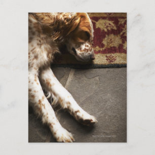 Schlafen Llewelyn Setter Postkarte