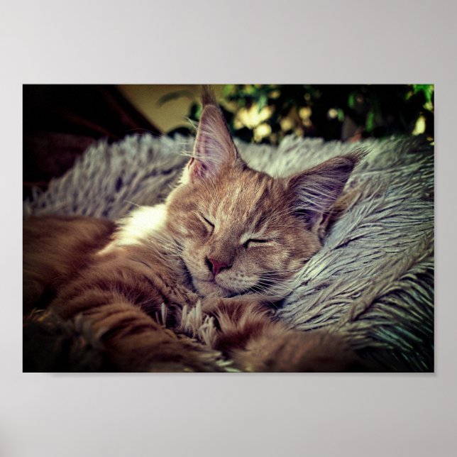 Schlafen Maine Coon Cat auf dem Sofa Poster (Vorne)