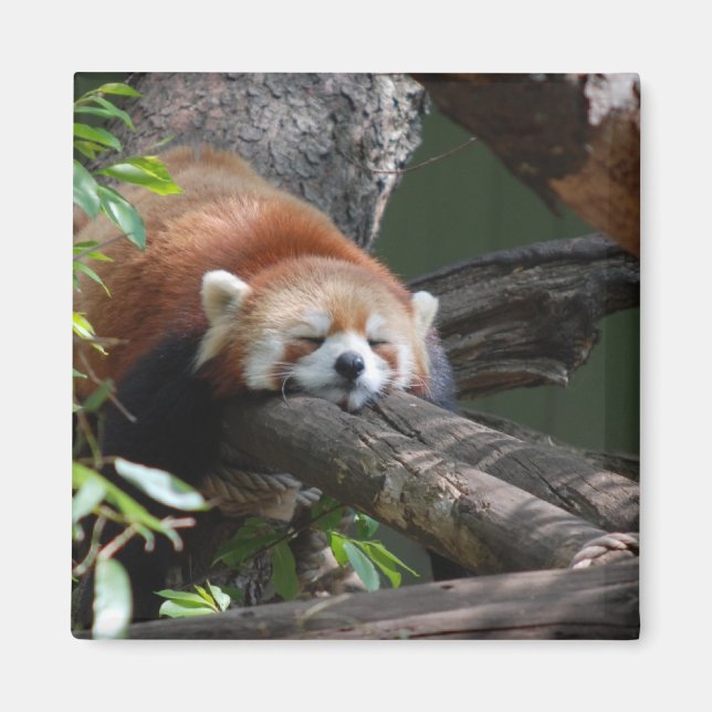 Schlafen Panda Bear Magnet (Vorne)