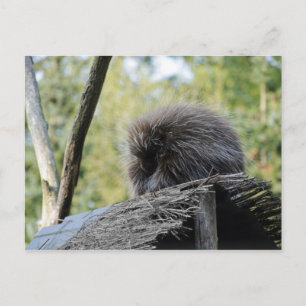 Schlafen Porcupine Postkarte