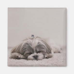 Schlafen Shih tzu Magnet, Schlafhund Magnet