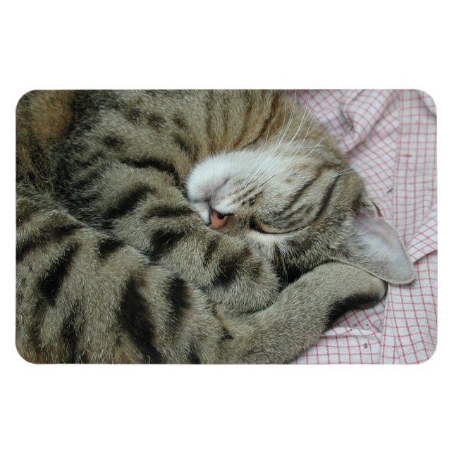 Schlafen Tiger-Cat Magnet (Horizontal)