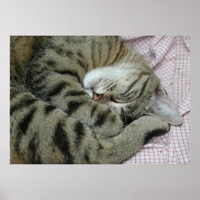 Schlafen Tiger-Cat Poster (Vorne)