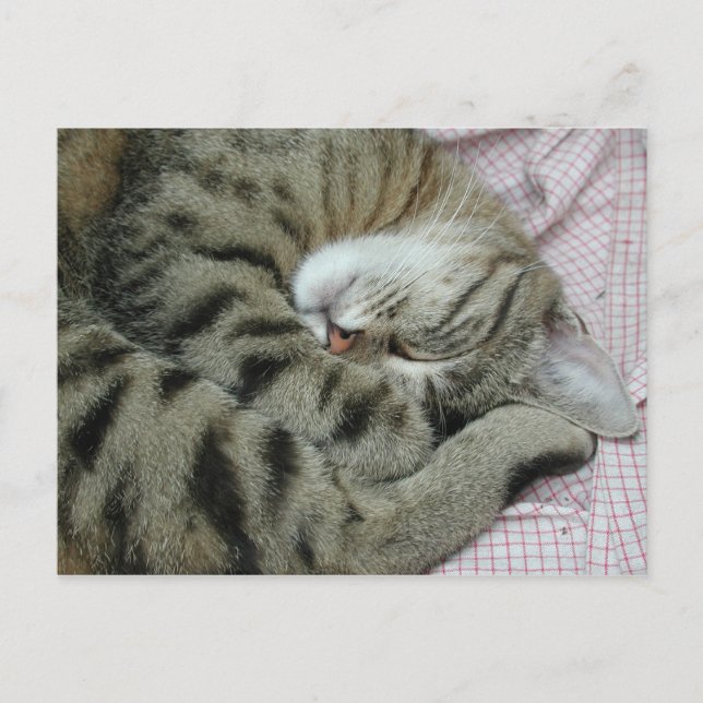Schlafen Tiger-Cat Postkarte (Vorderseite)