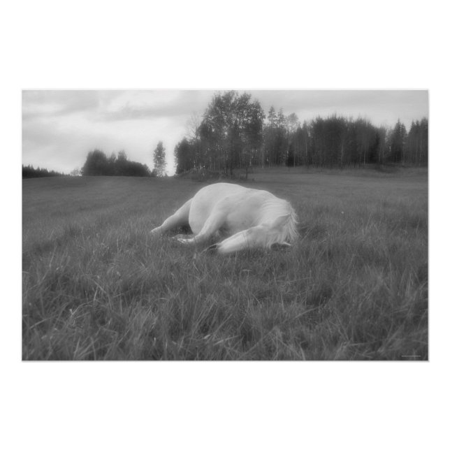 Schlafen Weißes Pferd Ranch Feld Pferdeküche B&W F Poster (Vorderseite)
