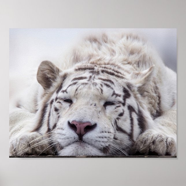 Schlafen White Tiger Poster (Vorne)