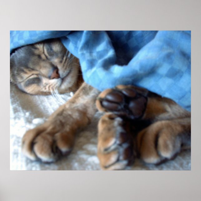 Schlafenblau Aby Katze im Blau Poster (Vorne)
