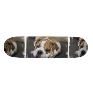 Schlafenbulldoggen-Skateboard Skateboard