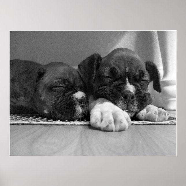 Schlafende Boxer Welpen Leinwand drucken Poster (Vorne)