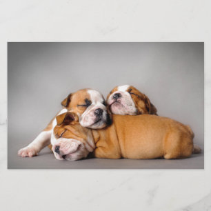Schlafende englische Bulldoggen Welpen Briefpapier