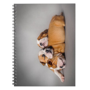 Schlafende englische Bulldoggen Welpen Notizblock