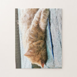 Schlafende Langeginger-Katze