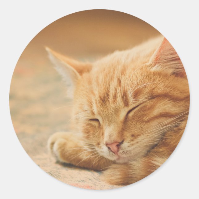 Schlafende Orange Tabby Cat Runder Aufkleber (Vorderseite)