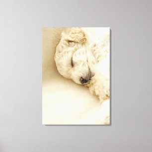 Schlafende Poodle Welpe Leinwanddruck