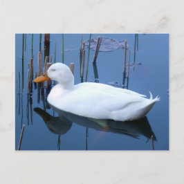 Schlafende Reflektion bei weißem Duck Postkarte