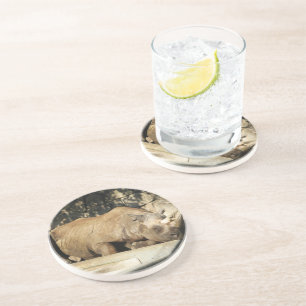 Schlafende Rhino Getränkeuntersetzer