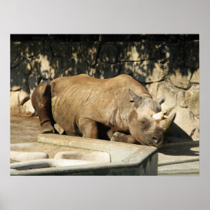 Schlafende Rhino Poster