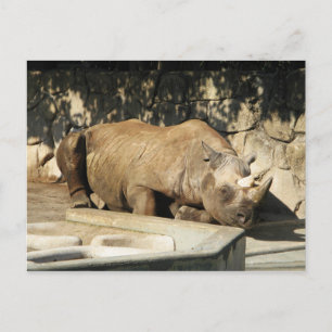 Schlafende Rhino Postkarte