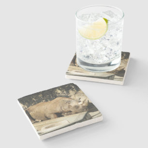 Schlafende Rhino Steinuntersetzer