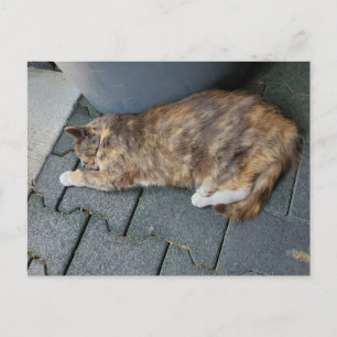 Schlafende Schildpattkatze Postkarte