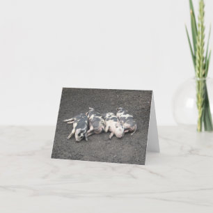 Schlafende Schweine Karte