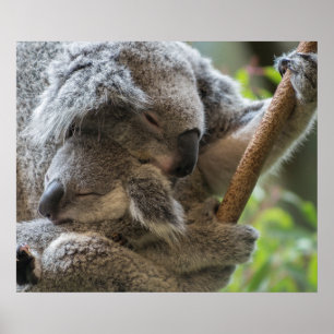 Schlafende Umarmung Mutter und Baby joey Koala Poster