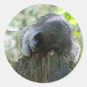 Schlafende Waschbär-Aufkleber Runder Aufkleber