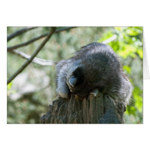 Schlafende Waschbär-Grußkarte