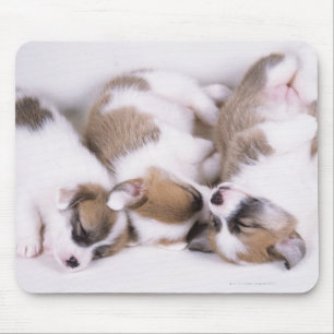 Schlafende Welpen mit Korgi Mousepad