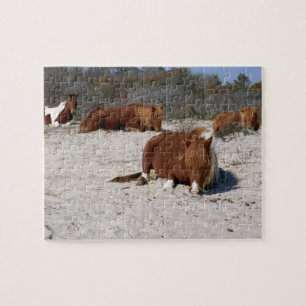 Schlafende wilde Ponys im Assateague National Park