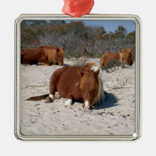 Schlafende wilde Ponys im Assateague National Park Ornament Aus Metall