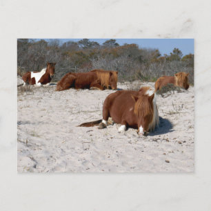 Schlafende wilde Ponys im Assateague National Park Postkarte