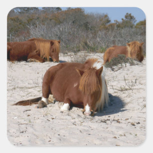 Schlafende wilde Ponys im Assateague National Park Quadratischer Aufkleber