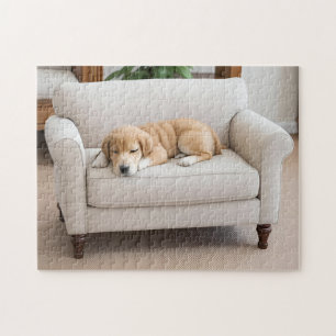 Schlafender Golden Retriever Welpe