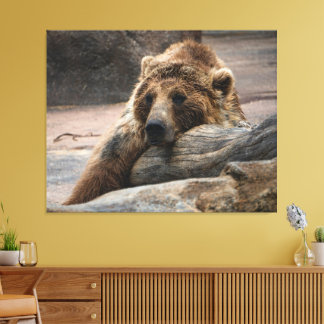 Schlafender Grizzlybär gestreckter Leinwanddruck