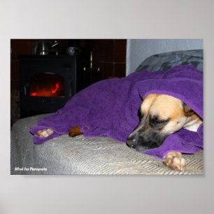 Schlafender Hund am Kamin Poster
