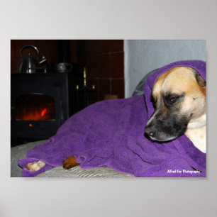 Schlafender Hund am Kamin Poster