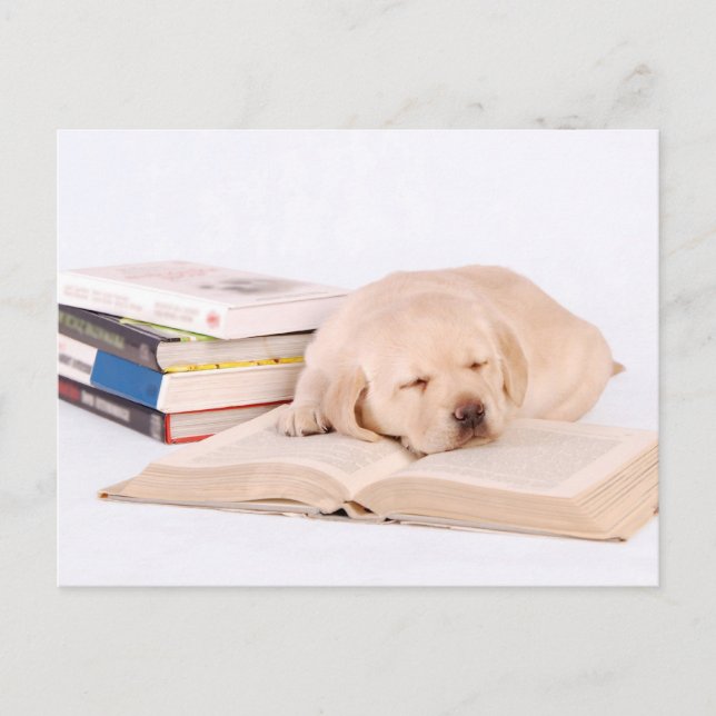 Schlafender Labrador Postkarte (Vorderseite)