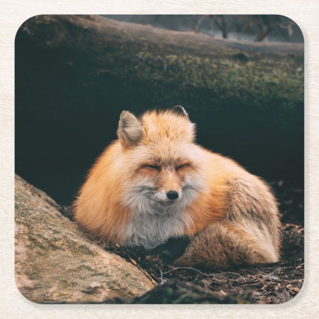Schlafender Rotfuchs Rechteckiger Pappuntersetzer (Vorderseite)