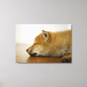 Schlafender Shiba-Ken 2 Leinwanddruck