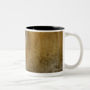 Schlafender Shiba-Ken 3 Zweifarbige Tasse