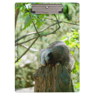 Schlafender Waschbär-Aufkleber Klemmbrett