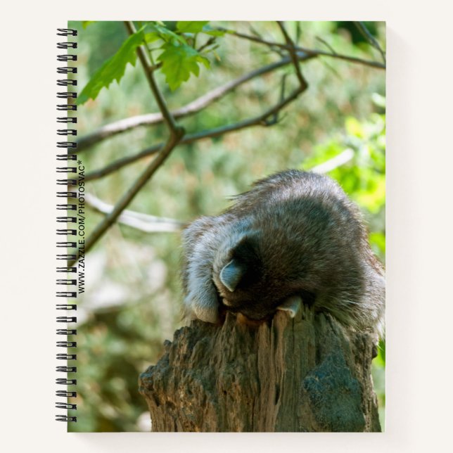 Schlafender Waschbär-Aufkleber Notizbuch (Vorderseite)